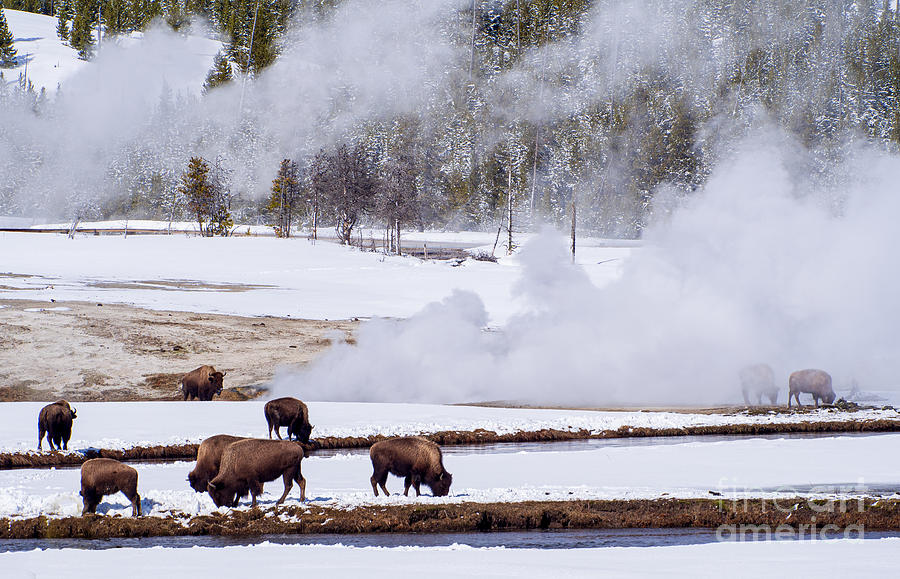 Bison Along the River at Yellowstone National Park Photograph by L Bosco