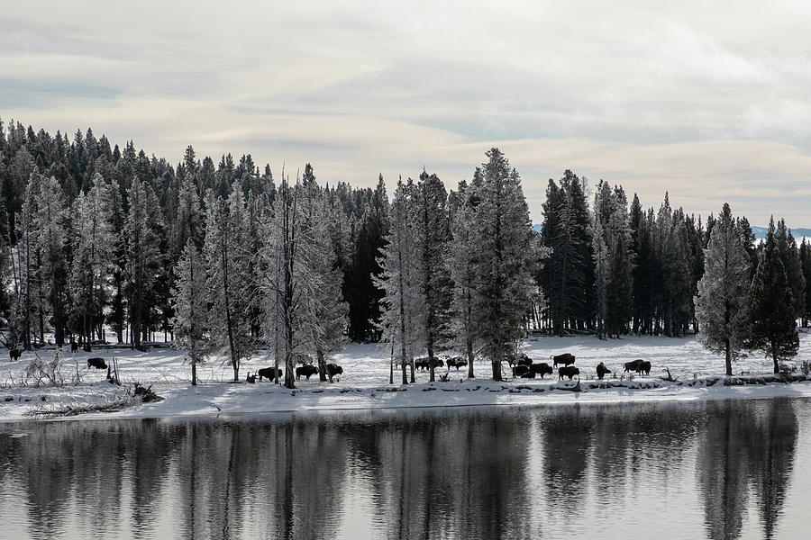 Bison along the Yellowstone River, Yellowstone National Park Photograph by The Yellowstone Collection Bison along the Yellowstone River, Yellowstone National Park Photograph by The Yellowstone Collection