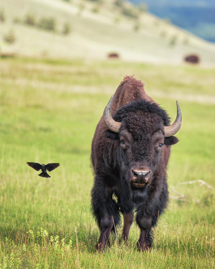 Bison and a bird - Yellowstone Photograph by Alex Mironyuk