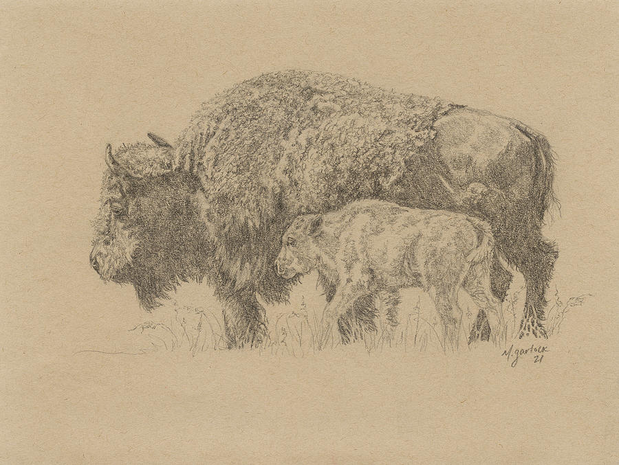 Bison and Babe Drawing by Michelle Garlock