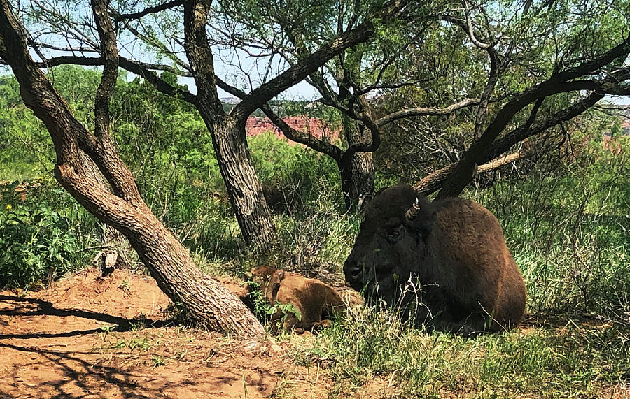 Bison and Baby-Caprock Canyons State Park, Texas Photograph by Richard Porter