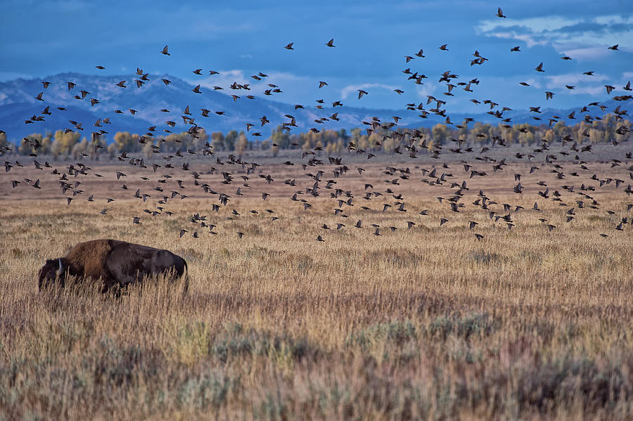 Bison and birds, Grand Teton NP Photograph by Doug Wittrock