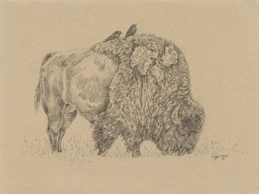 Bison and Birds Drawing by Michelle Garlock