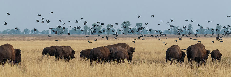 Bison and Birds Panorama Photograph by Mary Hone
