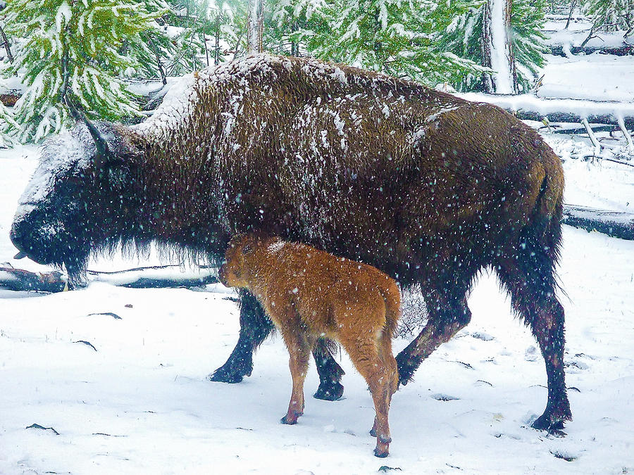 Bison and Calf Photograph by David Patterson