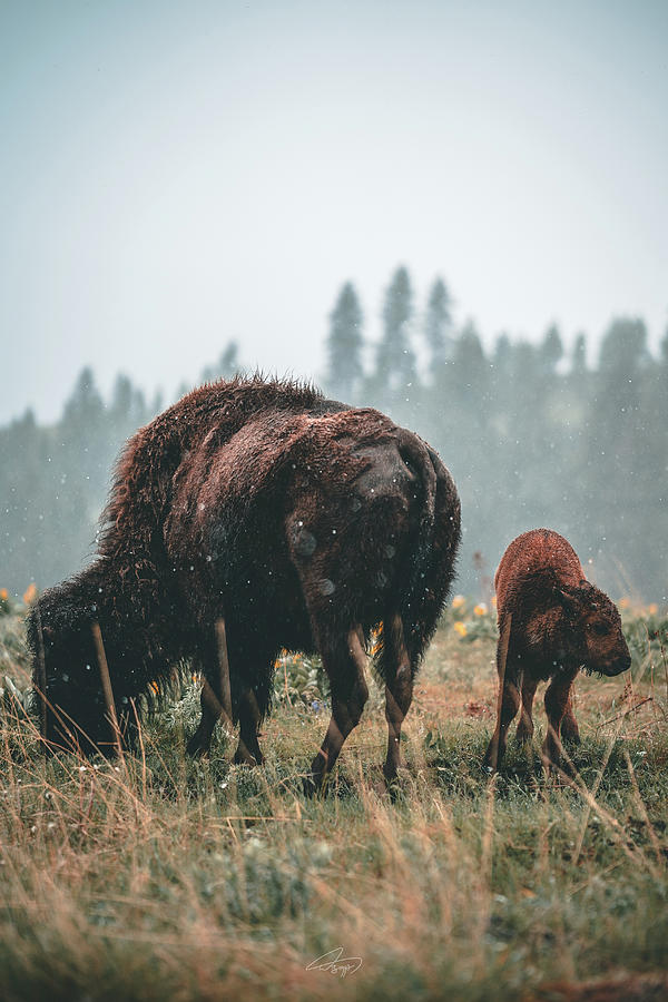 Bison and Calf Photograph by William Boggs