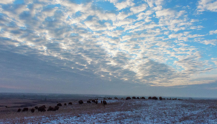 Bison and Elk on a Winter Prairie Morning Photograph by David Drew