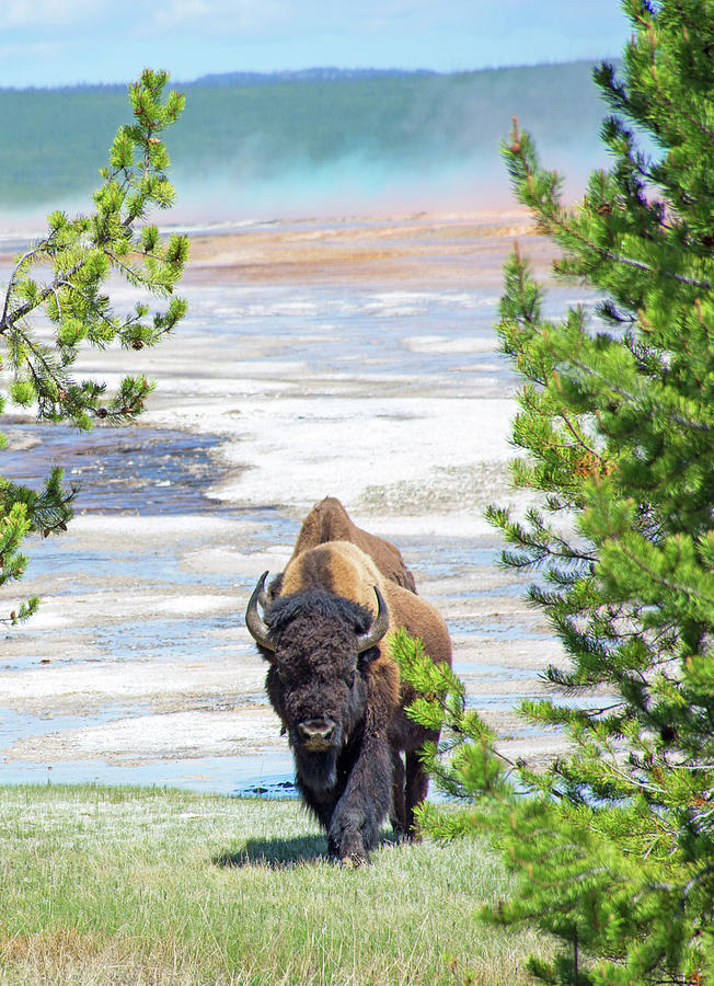 Bison and Grand Prismatic Photograph by Bruce Gourley