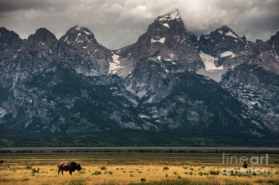 Bison and Grand Teton - Jackson - Wyoming Photograph by Gary Whitton