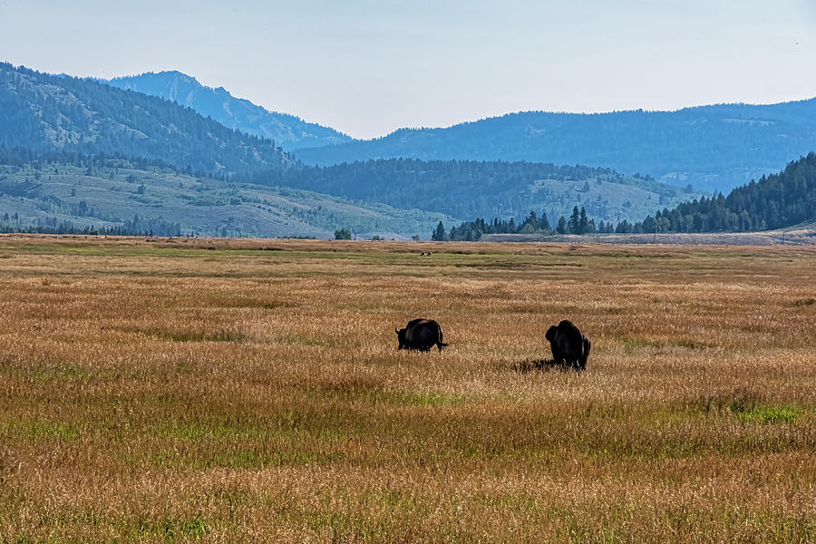 Bison And Mountains Photograph by Tom Singleton