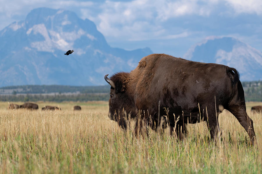 Bison and Mt. Moran Photograph by Mary Hone