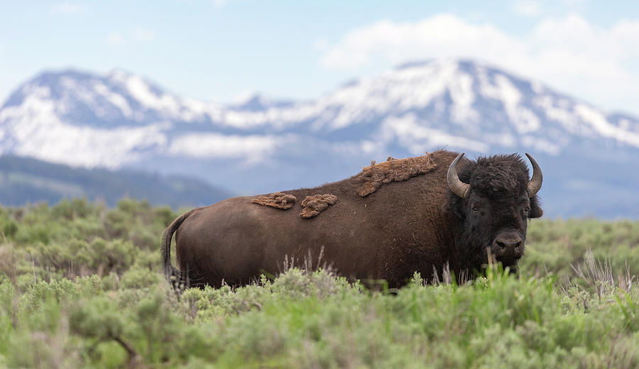 Bison and Snow-Capped Peaks Photograph by Max Waugh