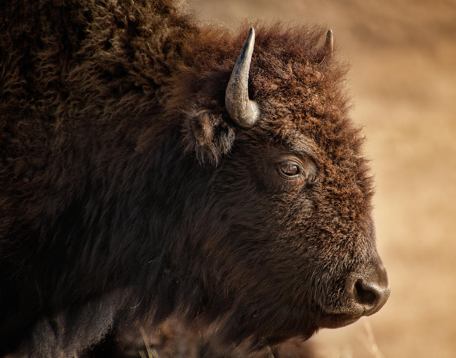 Bison  Photograph by Ann Powell