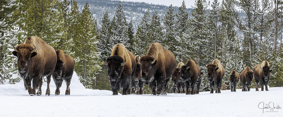 Bison Ascending A Narrow Passage Photograph by Jodi Smith - Fine Art ...