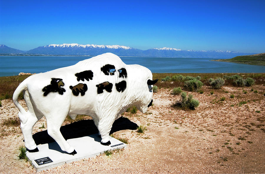 Bison at Antelope Island Photograph by Bob Pardue