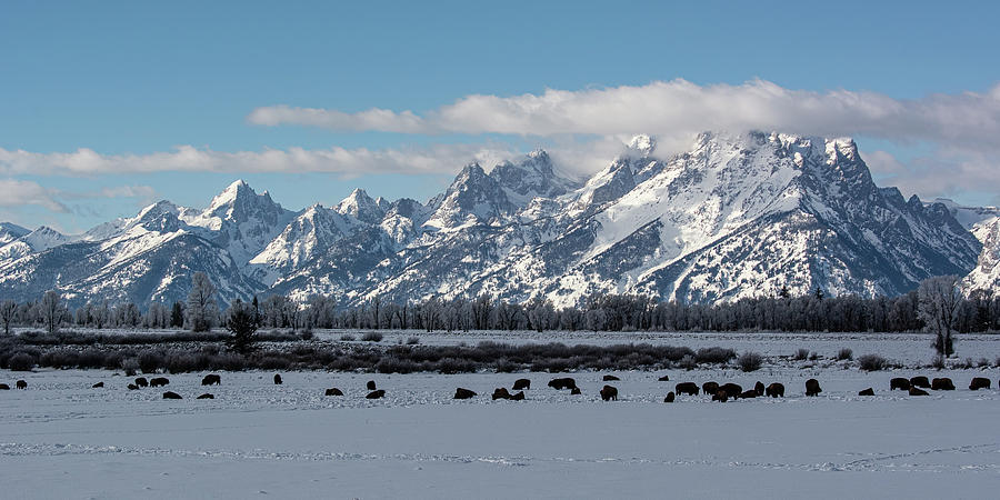 Bison at Elk Ranch Flats Photograph by Douglas Wielfaert