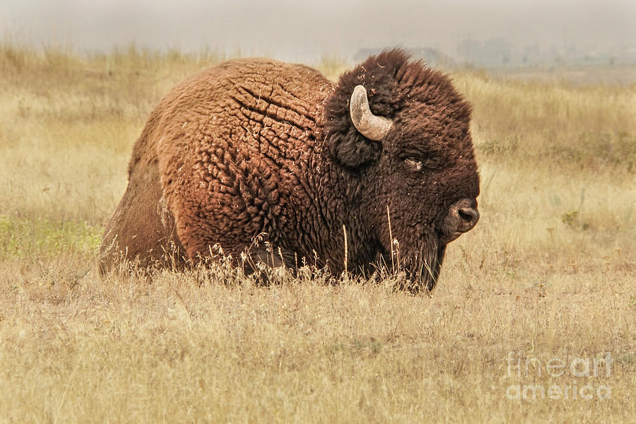 Bison at Rest in a Field  Photograph by Nancy Gleason