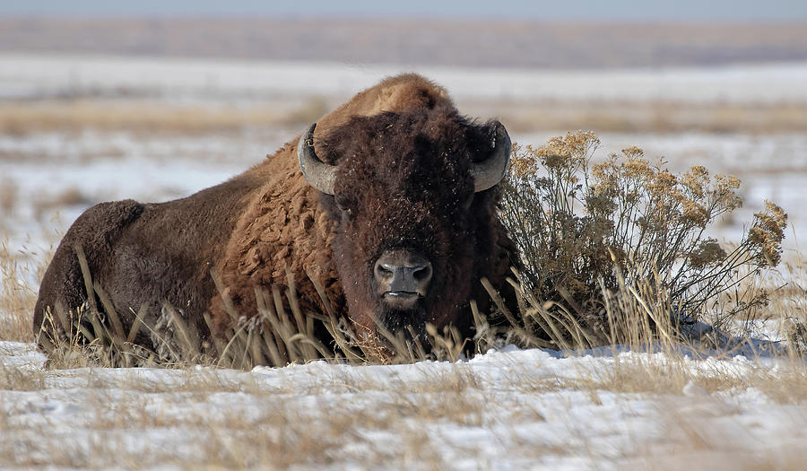 Bison at Rest Photograph by Mindy Musick King