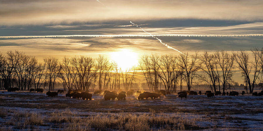 Bison at Sunrise on a Cold Morning on the Great Plains - Panorma Photograph by Tony Hake
