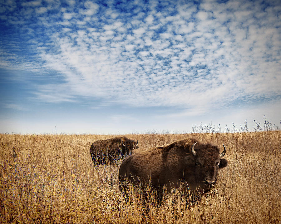 Bison At Tall Grass Prairie Preserve Photograph by Ann Powell