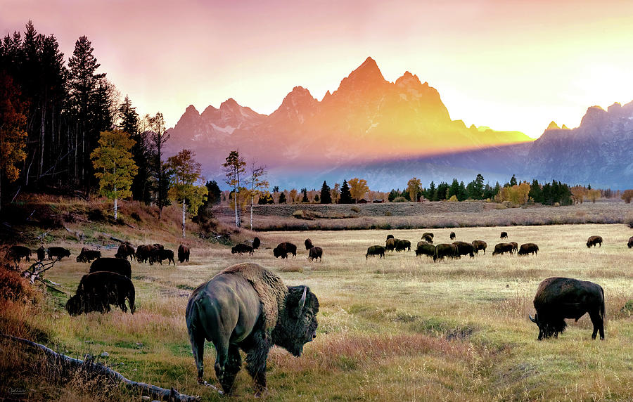 Bison at the Tetons Photograph by Judi Dressler - Fine Art America