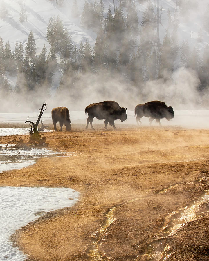 Bison at Thermal Area in Yellostone Photograph by Jack Bell
