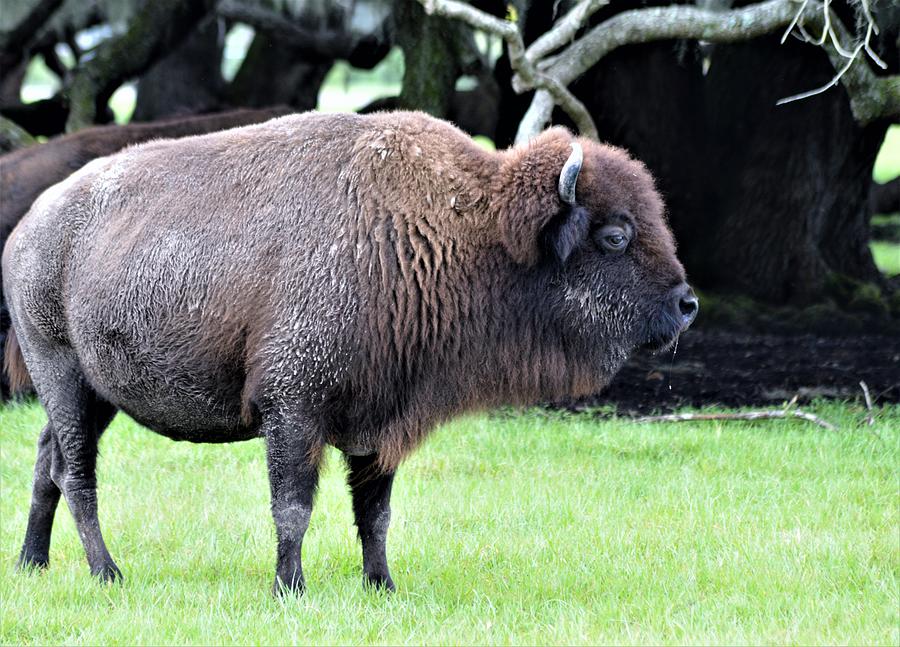 Bison Beauty Photograph by Warren Thompson