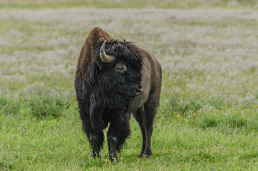Bison Beauty Photograph by Yeates Photography