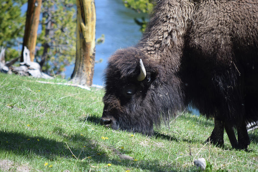 #bison Photograph by Becky Furgason