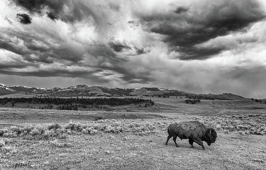 Bison Before the Storm Photograph by Max Waugh