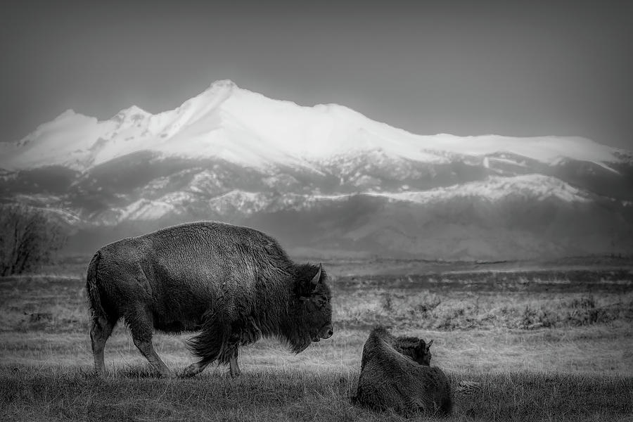 Bison Beneath Longs Peak Photograph by Lowell Monke