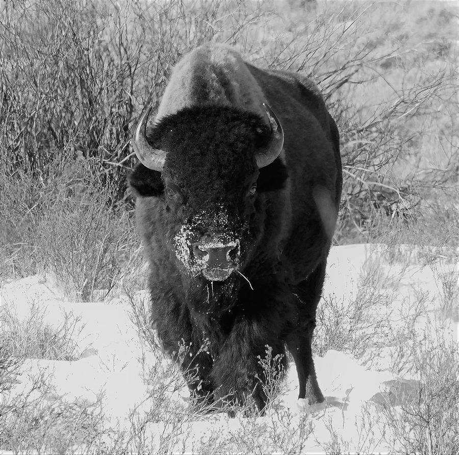 Bison Black and  White Photograph by Carl Moore