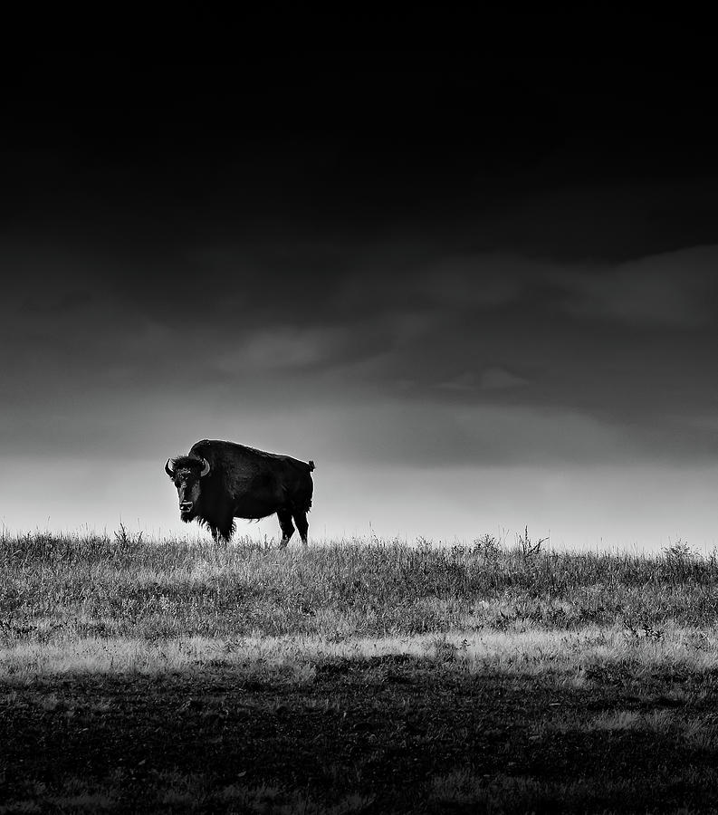 Bison Black On White Photograph