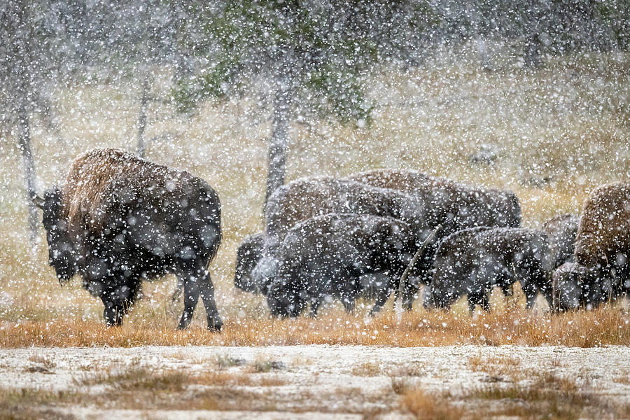 Bison Blizzard Photograph by Richard DeYoung - Fine Art America