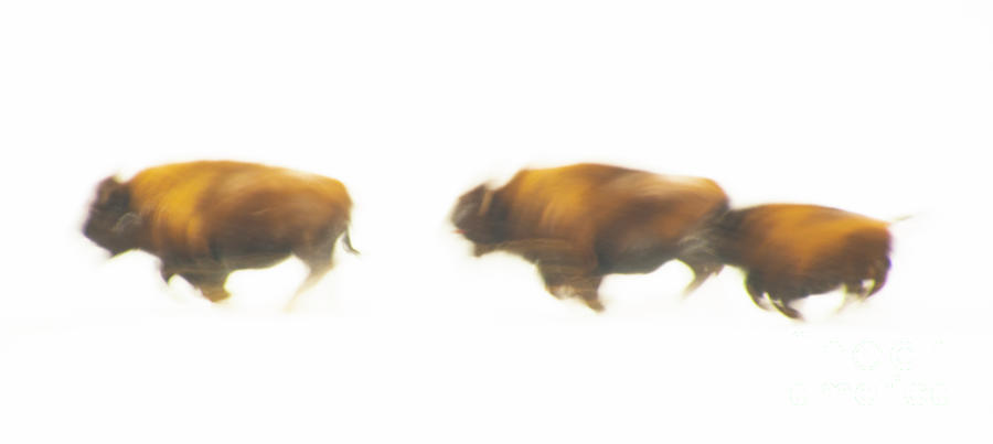 Bison Blur Photograph by Patrick Nowotny