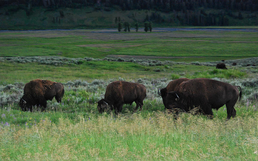 Bison Boys Photograph by Judy Cuddehe
