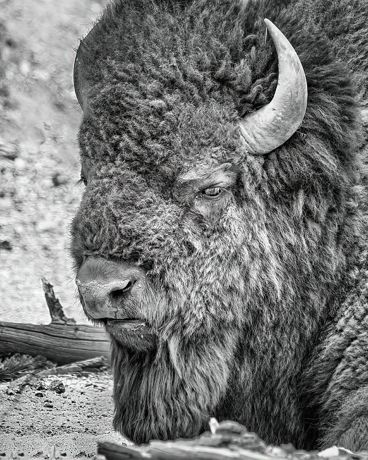 Bison Photograph by Brad Bellisle