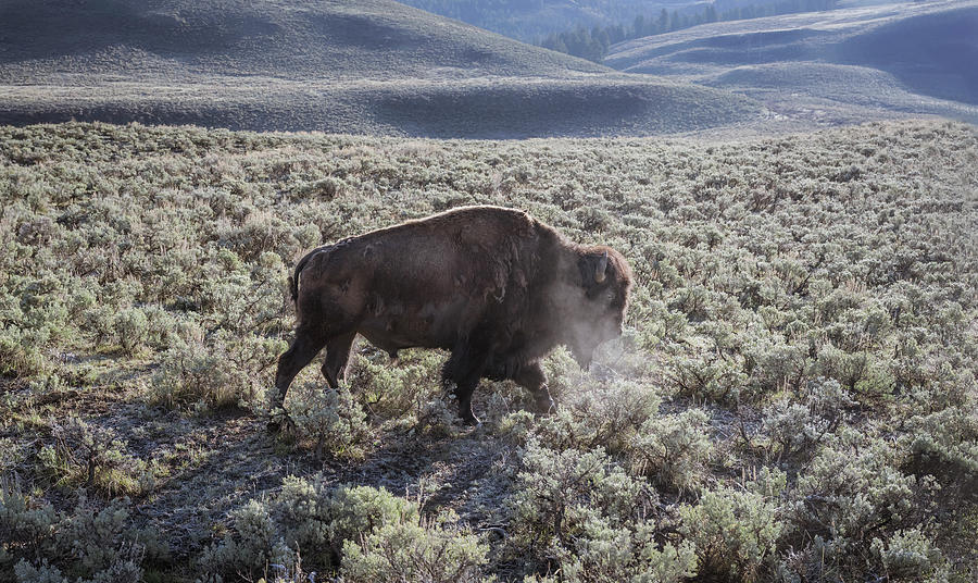 Bison Breath II Photograph by Joan Carroll