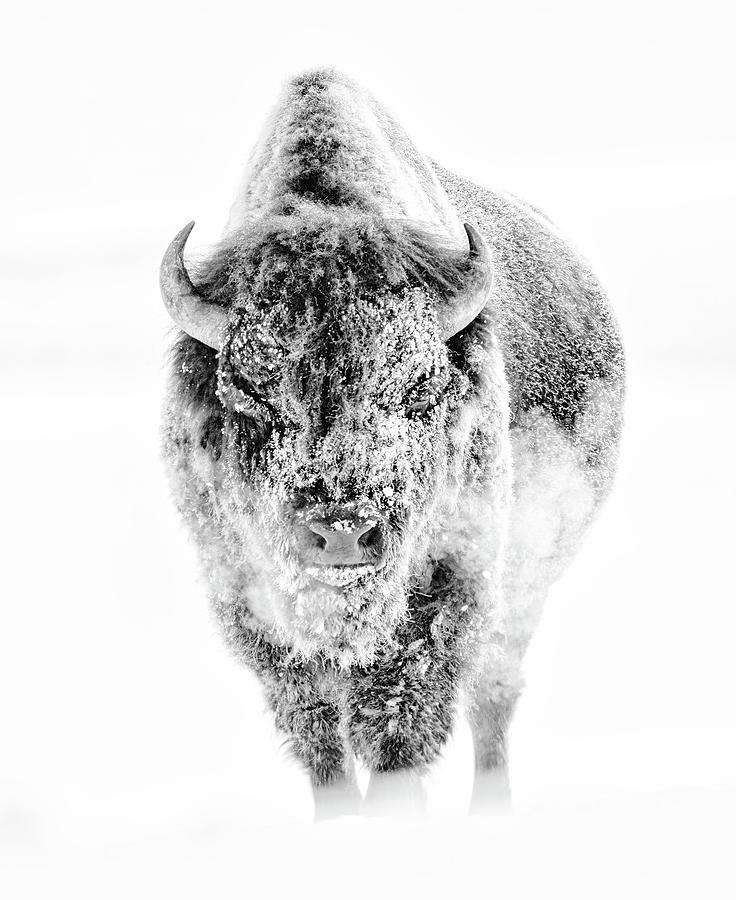 Bison Breath Photograph by Max Waugh