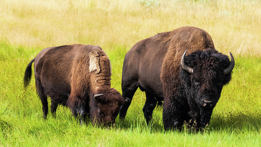 Bison Brothers Photograph by Terri Morris - Fine Art America