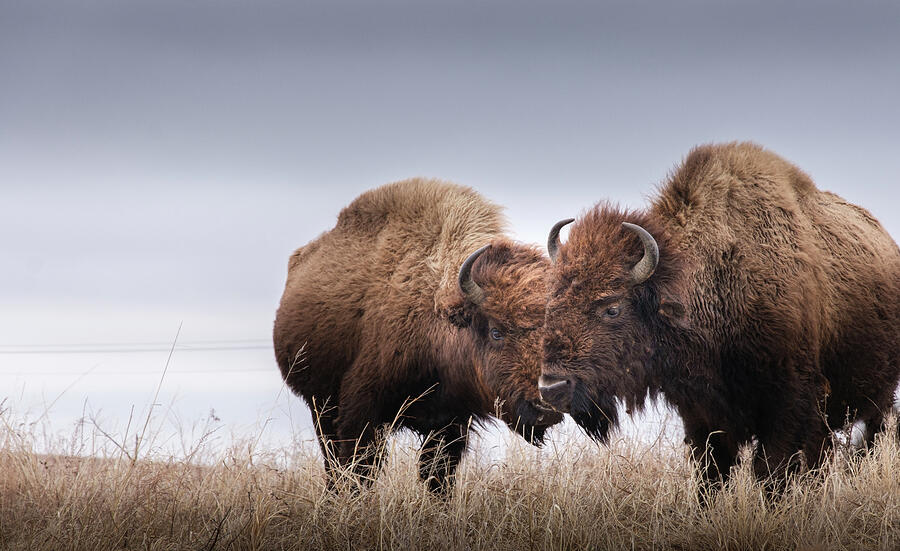 Bison Buddies Photograph by Ashley Martin - Fine Art America