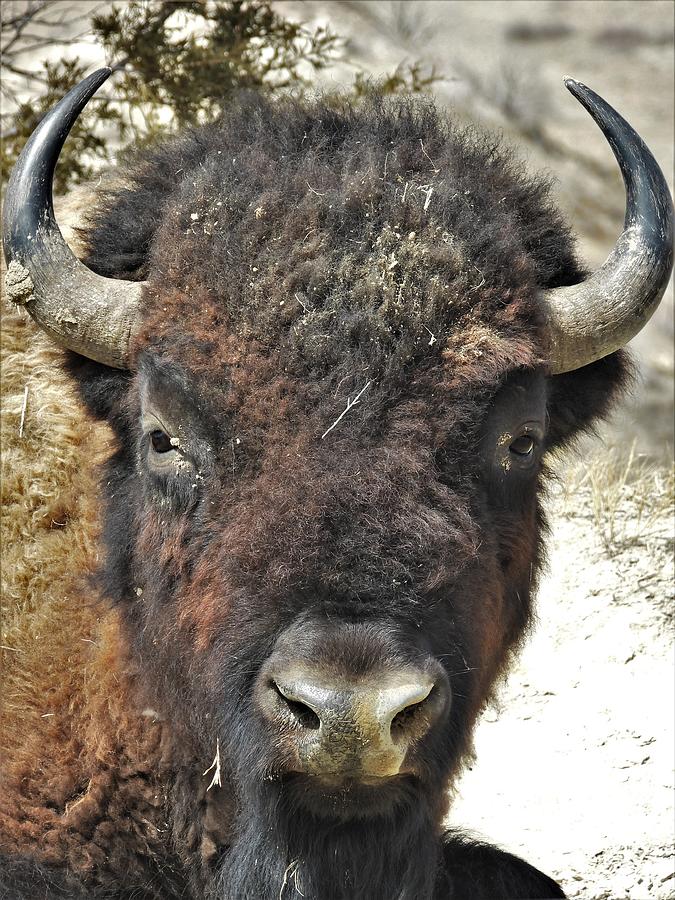 Bison Bull 13 Photograph by Amanda R Wright