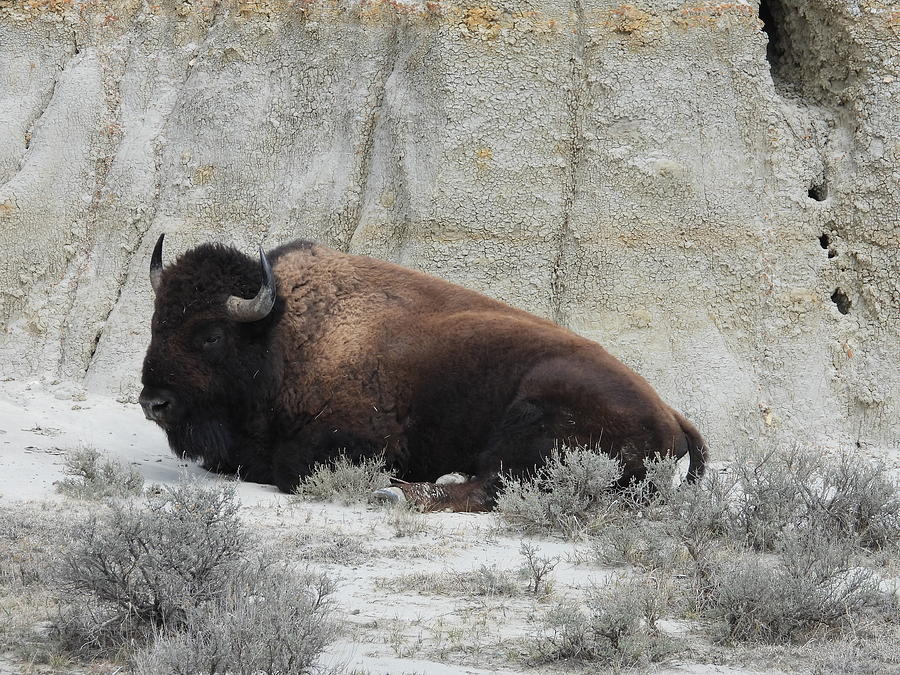 Bison Bull 2 Photograph by Amanda R Wright
