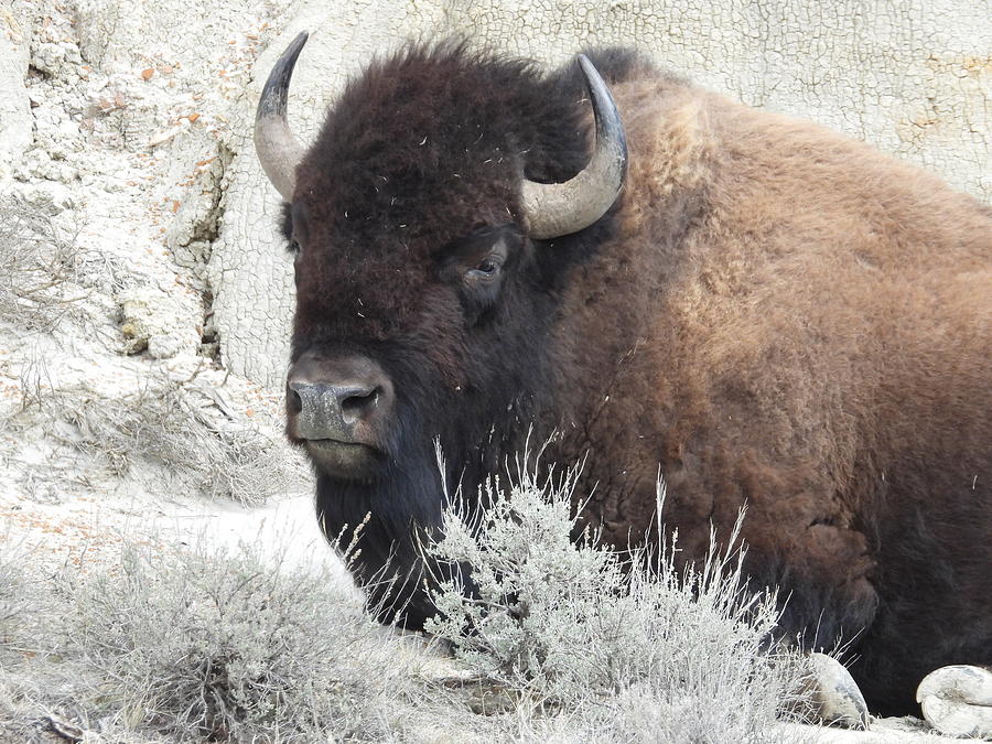 Bison Bull 3 Photograph by Amanda R Wright