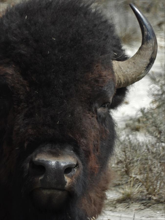 Bison Bull 8 Photograph by Amanda R Wright