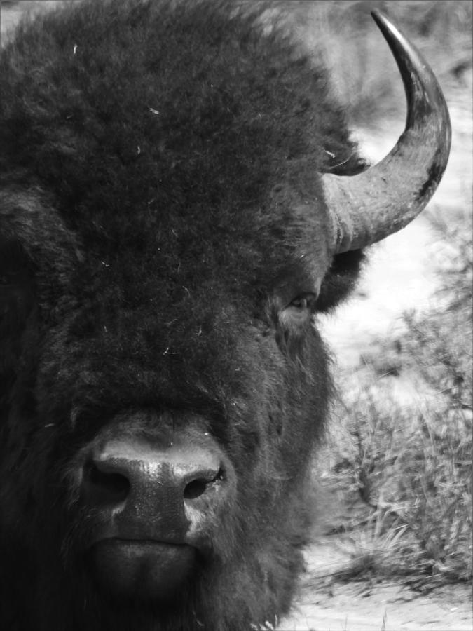 Bison Bull 8 Black and White Photograph by Amanda R Wright