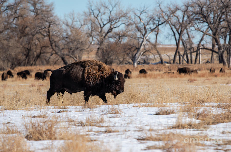 Бизон 6. Dreamstime Бизон. Yellowstone Buffalo Herd. Американский буйвол в куче фото.