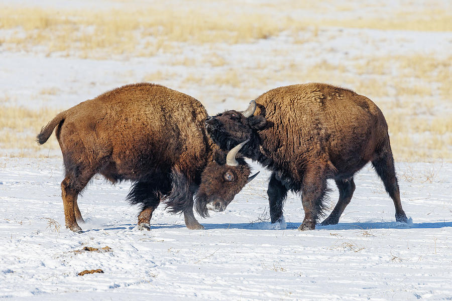 Bison Bull Delivers an Undercut to a Competitor Photograph by Tony Hake ...