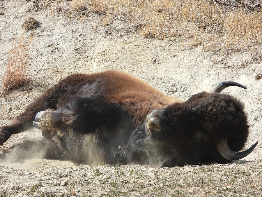 Bison Bull Dust Bath 2 Photograph by Amanda R Wright