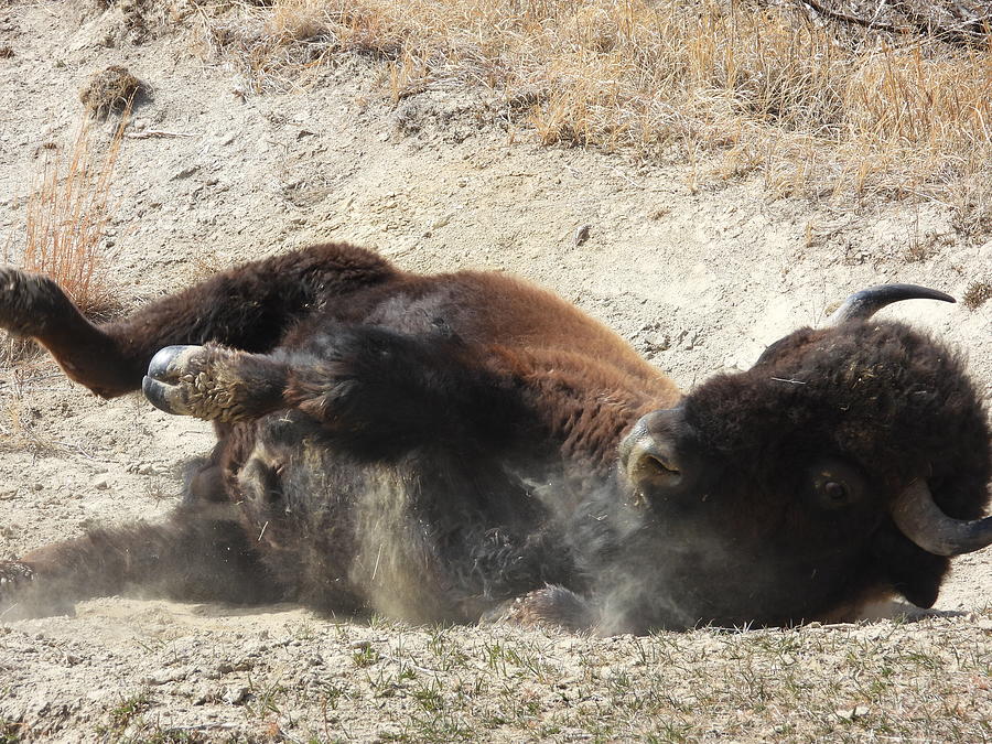 Bison Bull Dust Bath 3 Photograph by Amanda R Wright